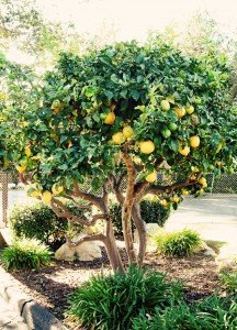 california lemon tree image